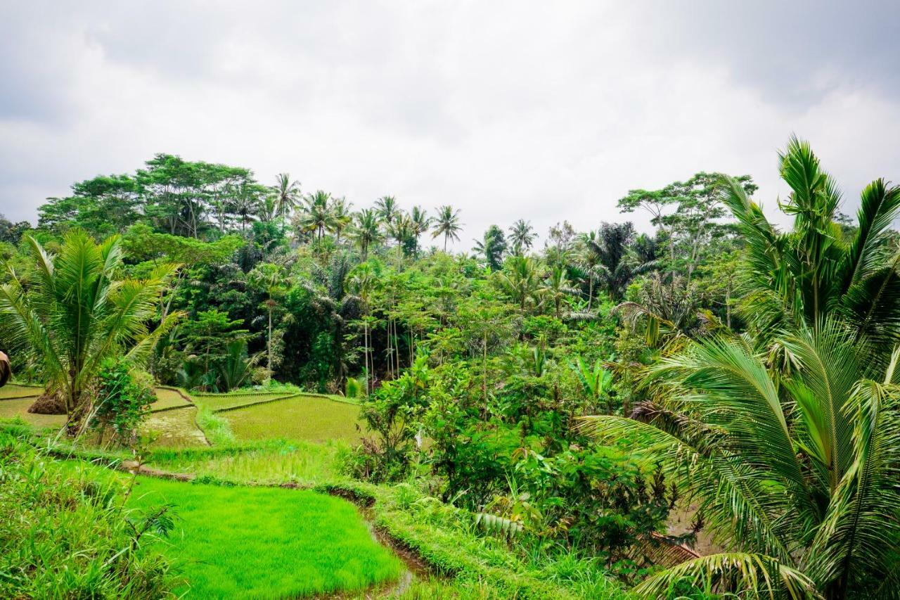 Vanilla Cottage Tetebatu Luaran gambar